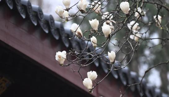 浙江杭州千年古刹内500年玉兰迎春开花